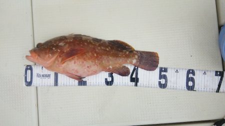 マリンガイド福丸 釣果