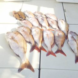 マリンガイド福丸 釣果