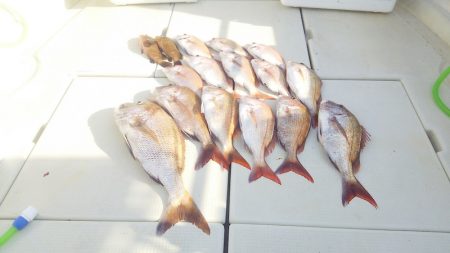 マリンガイド福丸 釣果