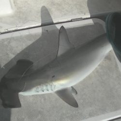 ＪＤＩ　Ｒａｃｉｎｇ　シールズマリンレジャー 釣果