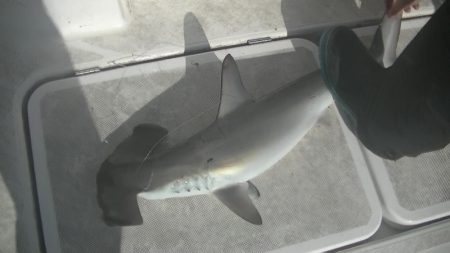 ＪＤＩ　Ｒａｃｉｎｇ　シールズマリンレジャー 釣果