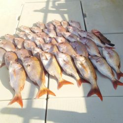 マリンガイド福丸 釣果