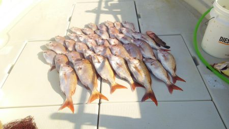 マリンガイド福丸 釣果