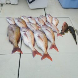 マリンガイド福丸 釣果