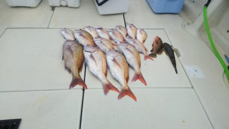 マリンガイド福丸 釣果