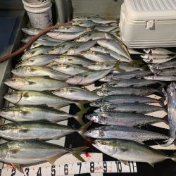 オーシャンスター(Ocean Star) 釣果