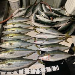 オーシャンスター(Ocean Star) 釣果