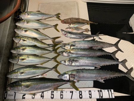 オーシャンスター(Ocean Star) …