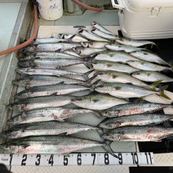 オーシャンスター(Ocean Star) 釣果