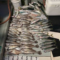 オーシャンスター(Ocean Star) 釣果