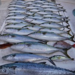 ＪＤＩ　Ｒａｃｉｎｇ　シールズマリンレジャー 釣果