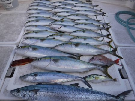 ＪＤＩ　Ｒａｃｉｎｇ　シールズマリンレジャ…