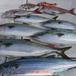 JDI Racing シールズマリンレジャー 釣果