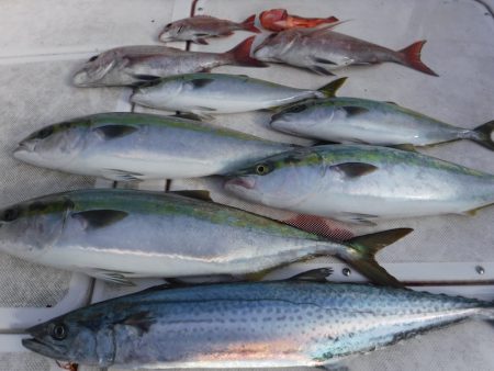 ＪＤＩ　Ｒａｃｉｎｇ　シールズマリンレジャ…