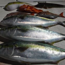 JDI Racing シールズマリンレジャー 釣果