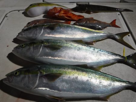 ＪＤＩ　Ｒａｃｉｎｇ　シールズマリンレジャ…