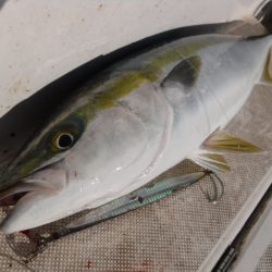 JDI Racing シールズマリンレジャー 釣果