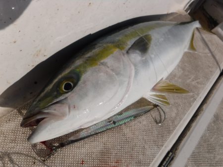 JDI Racing シールズマリンレジャー 釣果