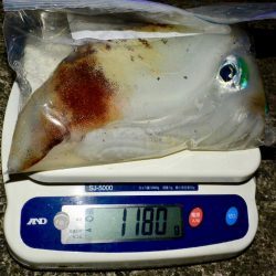 South Current 釣果