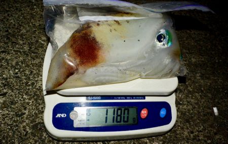 South Current 釣果