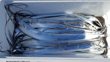 KIM Fishing Guide Ser…