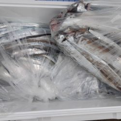 KIM Fishing Guide Service 釣果