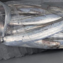 KIM Fishing Guide Service 釣果