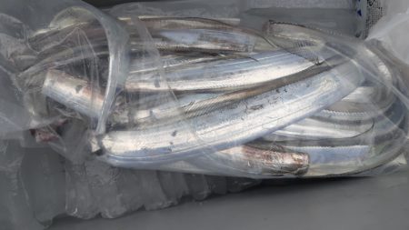 KIM Fishing Guide Service 釣果