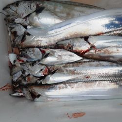 KIM Fishing Guide Service 釣果