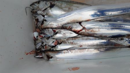 KIM Fishing Guide Service 釣果