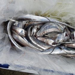 KIM Fishing Guide Service 釣果