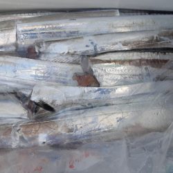 KIM Fishing Guide Service 釣果