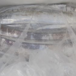 KIM Fishing Guide Service 釣果