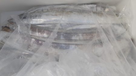 KIM Fishing Guide Service 釣果