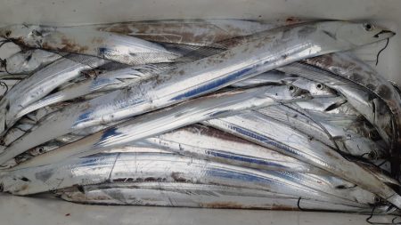 KIM Fishing Guide Ser…