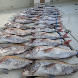 KIM Fishing Guide Service 釣果