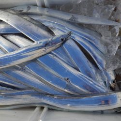 KIM Fishing Guide Service 釣果