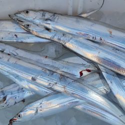 KIM Fishing Guide Service 釣果