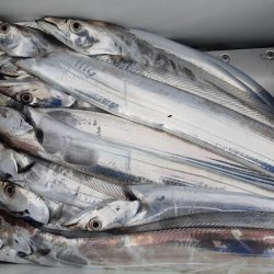 KIM Fishing Guide Service 釣果