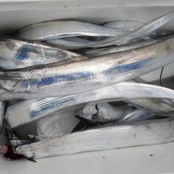 KIM Fishing Guide Service 釣果