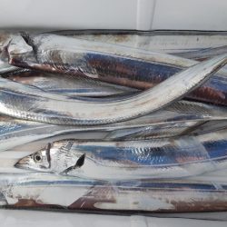 KIM Fishing Guide Service 釣果