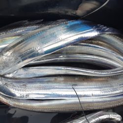 KIM Fishing Guide Service 釣果