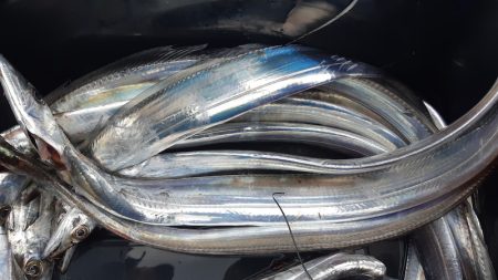 KIM Fishing Guide Service 釣果