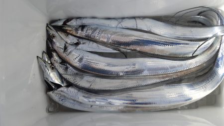 KIM Fishing Guide Service 釣果