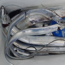 KIM Fishing Guide Service 釣果