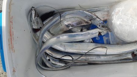 KIM Fishing Guide Service 釣果