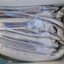 KIM Fishing Guide Service 釣果