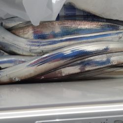 KIM Fishing Guide Service 釣果