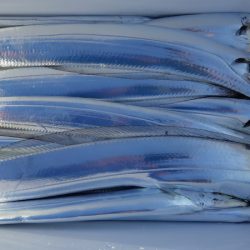 KIM Fishing Guide Service 釣果