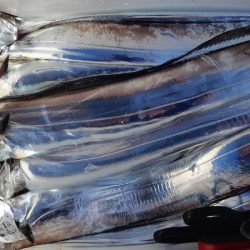 KIM Fishing Guide Service 釣果